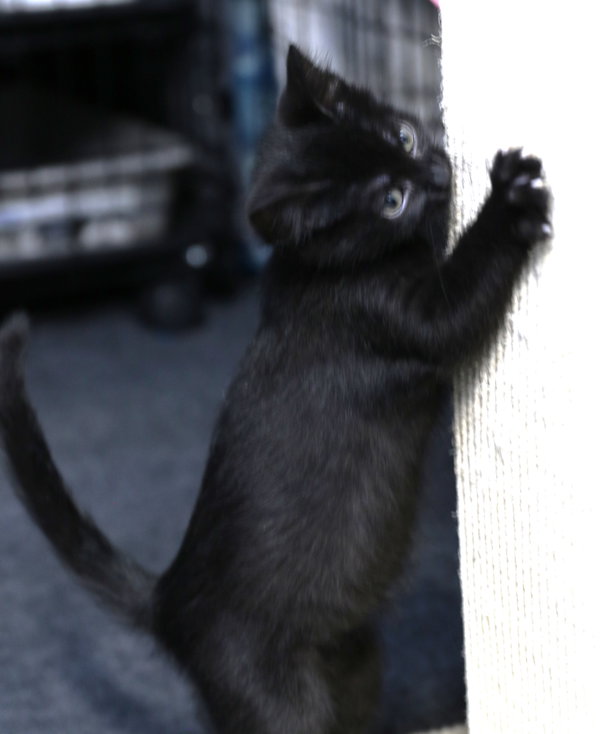 Hoshi