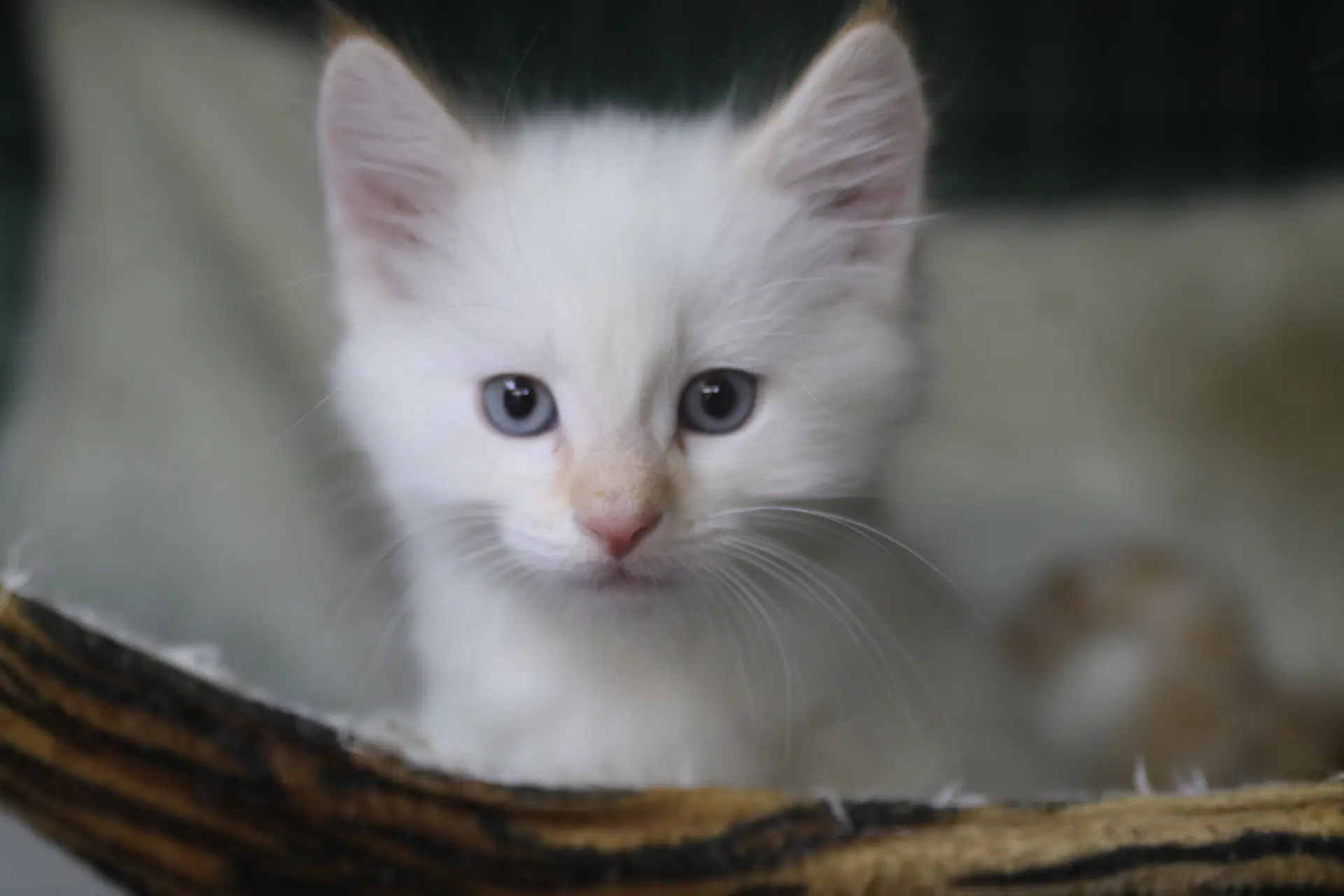 Katsitsi - Siamese