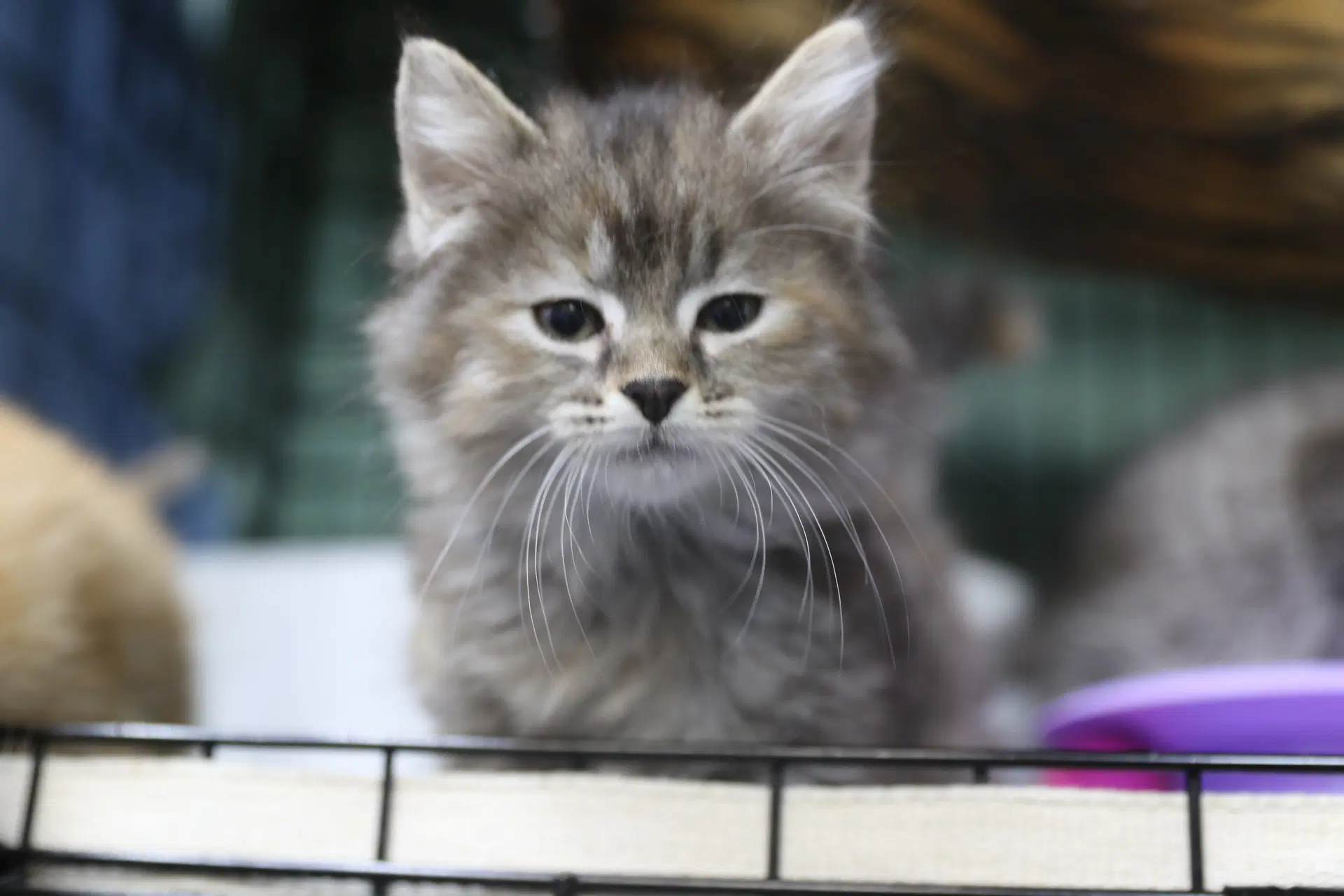 Seka - Maine Coon