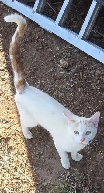 Pixel - Turkish Van