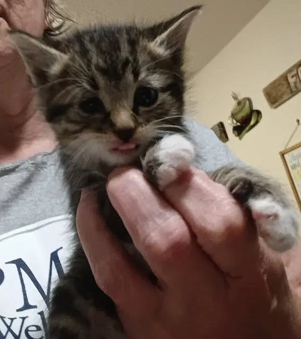 Seline - Maine Coon