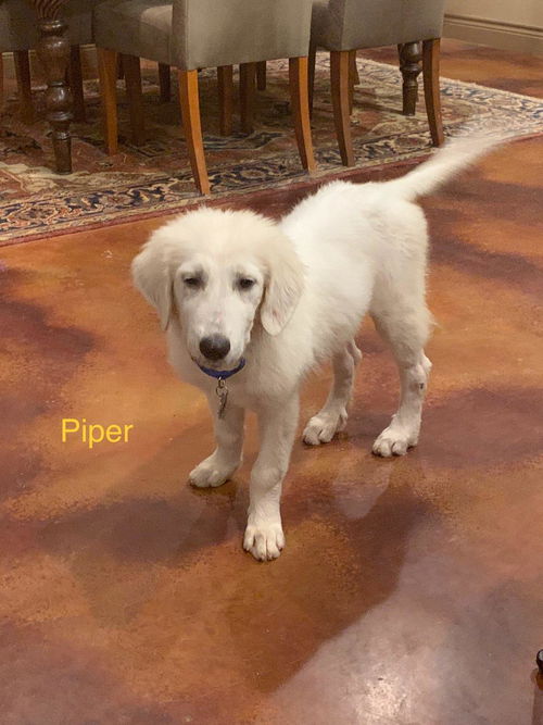 Piper