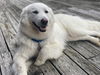Sadie Blue