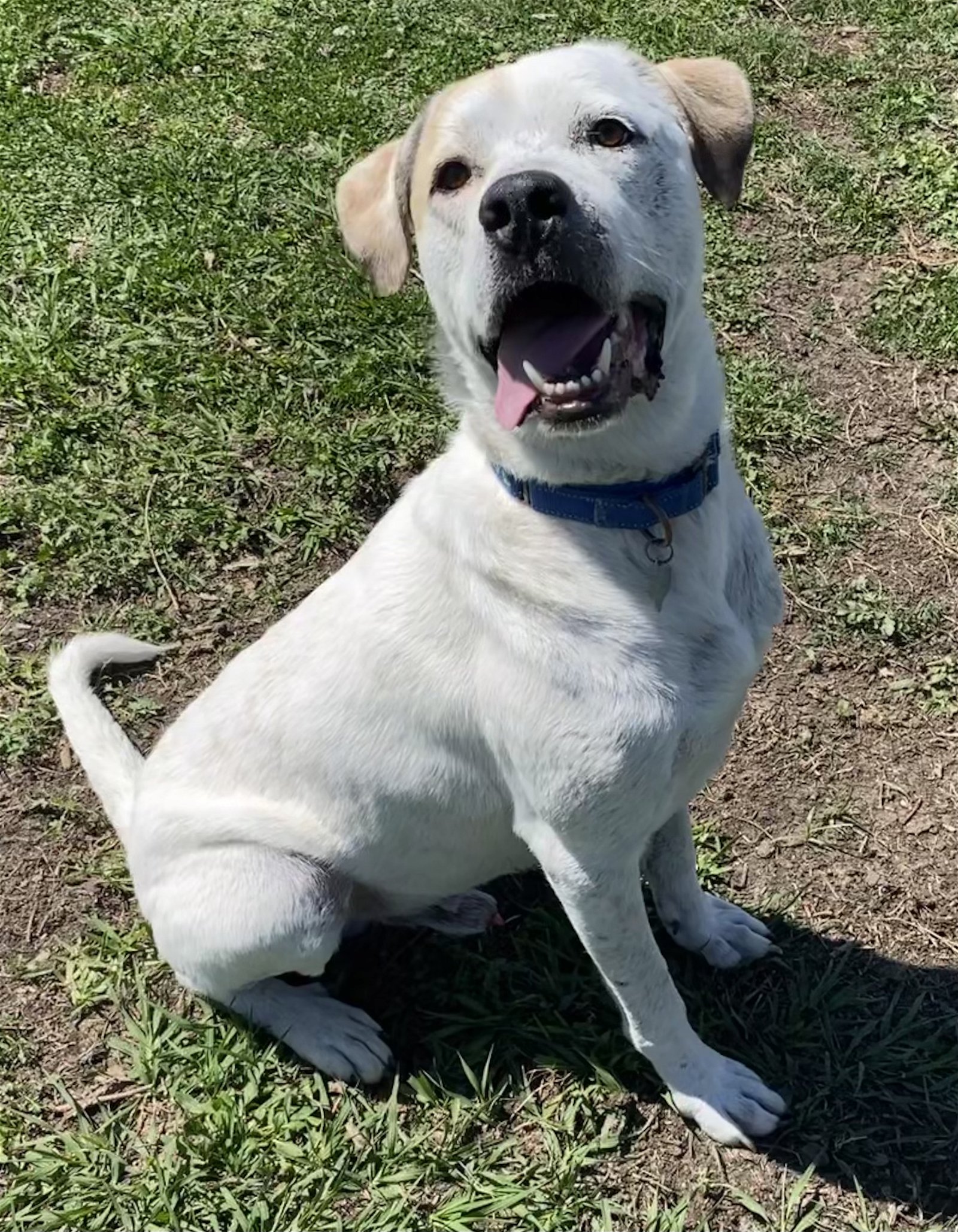 adoptable Dog in Houston, TX named Dasher AKA Dash