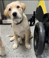 adoptable Dog in houston, TX named Jordy