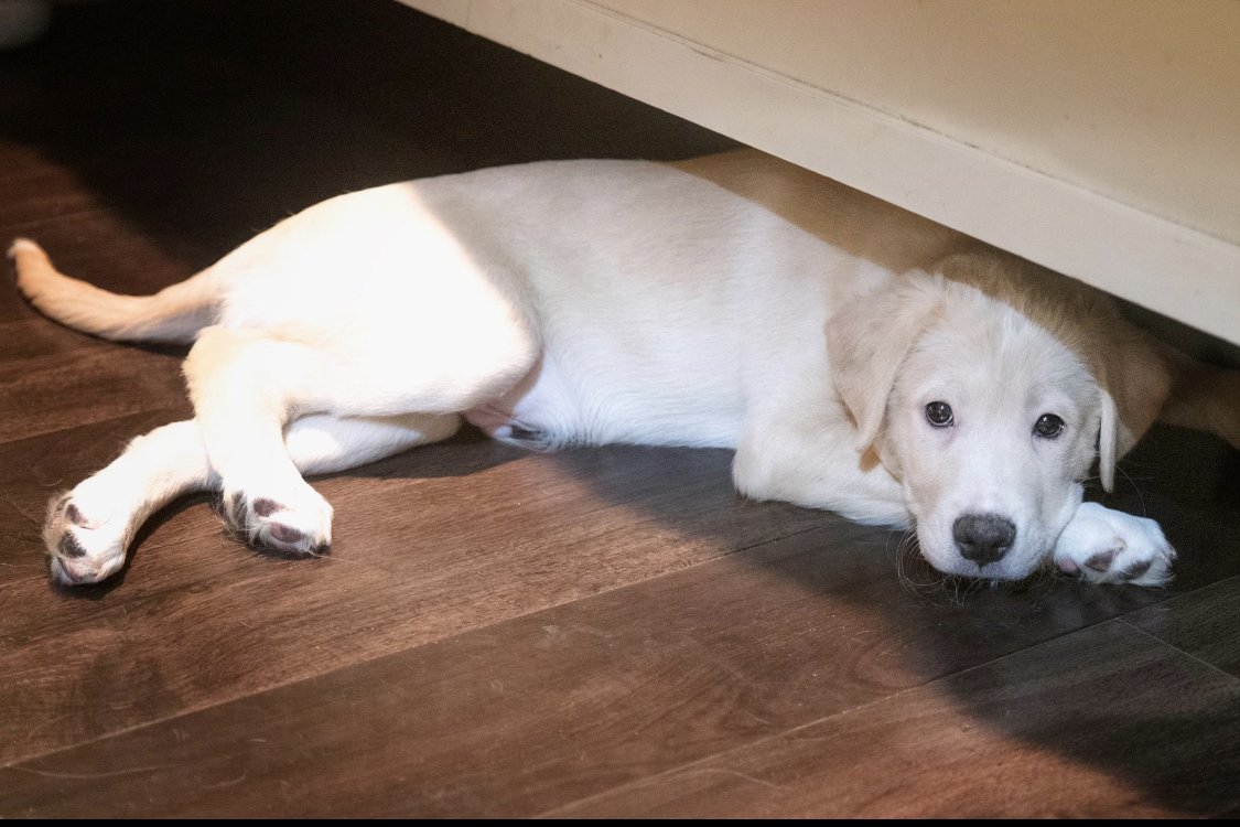 adoptable Dog in Houston, TX named Jesse