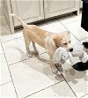 adoptable Dog in houston, TX named Leila