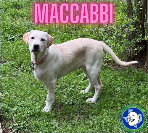 Maccabbi (aka Mac)