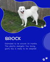 Brock