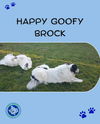 Brock
