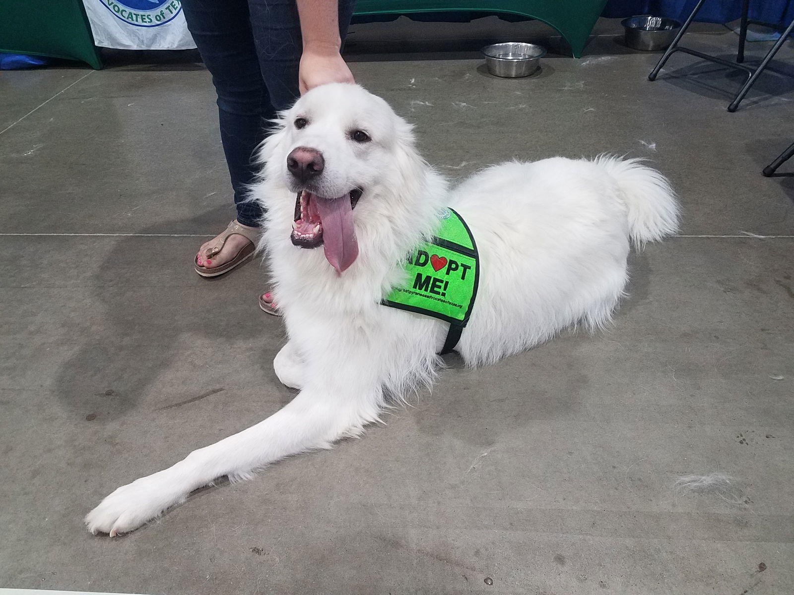 adoptable Dog in Houston, TX named Brock