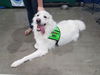 adoptable Dog in  named Brock