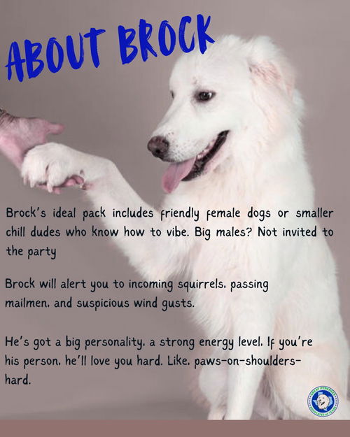Brock