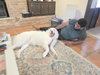 Brock (Rocky at adoption)