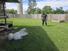 Brock (Rocky at adoption)