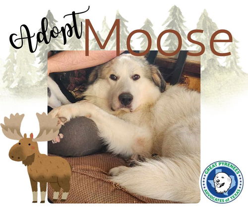 Moose