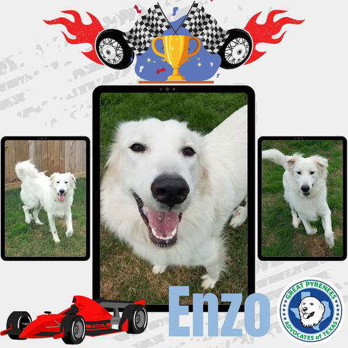 Enzo