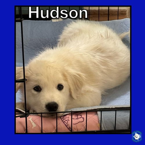 Hudson