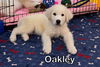 Oakley