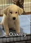 Oakley