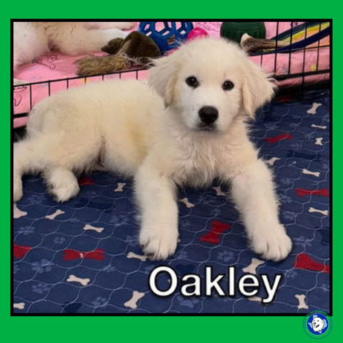 Oakley