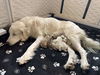 Clementine (Angel at adoption)