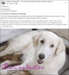 Clementine (Angel at adoption)