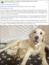 Clementine (Angel at adoption)