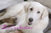 Clementine (Angel at adoption)