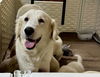Clementine (Angel at adoption)