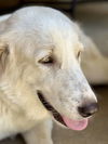 Clementine (Angel at adoption)
