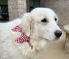 Clementine (Angel at adoption)