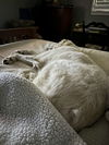 Clementine (Angel at adoption)