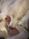 Clementine (Angel at adoption)
