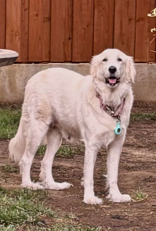 Clementine (Angel at adoption)