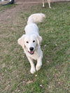 Winston (Angus MacGourlay Or Gus MacG at adoption)