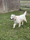 Winston (Angus MacGourlay Or Gus MacG at adoption)