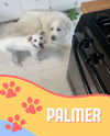 Palmer