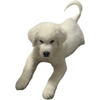 Palmer