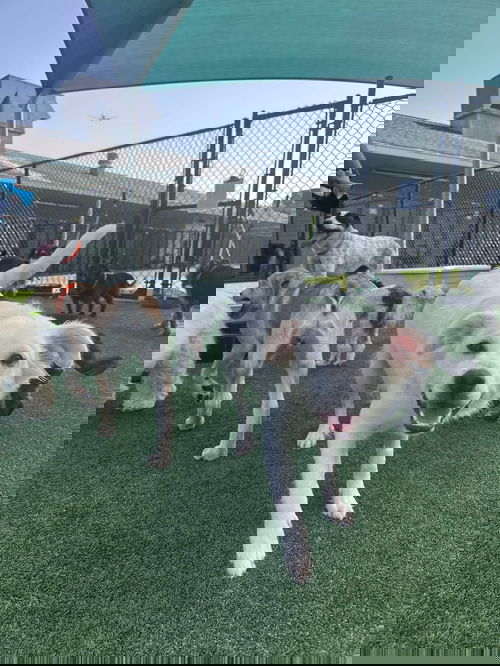 Palmer