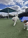 Palmer - under 45 lbs!