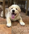 Handel (Harlie at adoption)