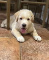 Handel (Harlie at adoption)