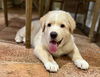 Handel (Harlie at adoption)