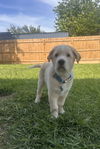 Handel (Harlie at adoption)