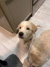 Handel (Harlie at adoption)