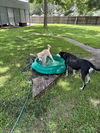 Handel (Harlie at adoption)