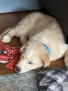 Handel (Harlie at adoption)