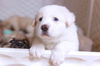 Horner (James Horner) now Bandit at Adoption