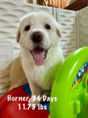 Horner (James Horner) now Bandit at Adoption